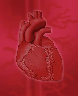 Human Heart Illustration Drucke: Human Heart