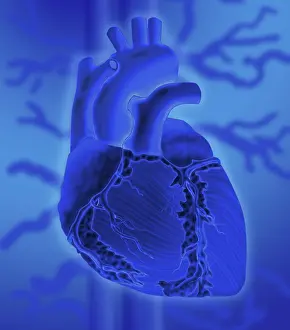 Human Heart Illustration Drucke: Human Heart