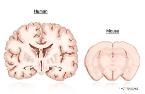Human Brain Anatomy Drucke: Human and Mouse Brain Comparison