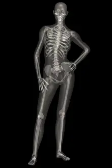 Human Skeleton Illustration Drucke: Human Skeleton