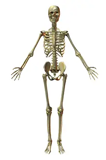 Human Bone Structure Drucke: Human Skeleton