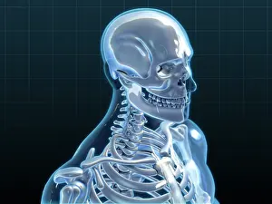 Medical Science Illustrations Drucke: Human Skeleton, artwork