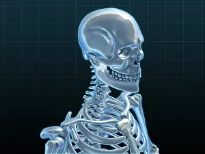 Medical Science Illustrations Drucke: Human Skeleton, artwork