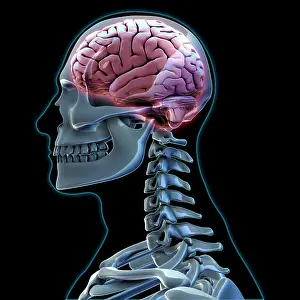 Medical Illustration Art Drucke: Human Skeleton and Brain, artwork