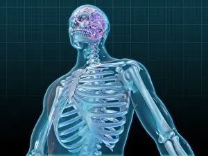 Medical Illustration Art Drucke: Human Skeleton and Brain, artwork