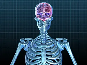 Medical Illustration Art Drucke: Human Skeleton and Brain, artwork
