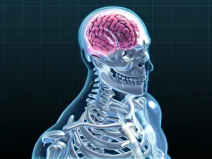 Medical Illustration Art Drucke: Human Skeleton and Brain, artwork