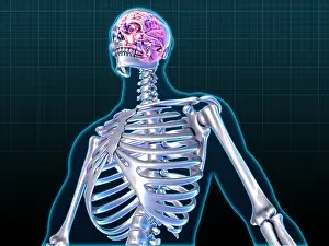 Central Nervous System CNS Drucke: Human Skeleton and Brain, artwork