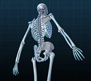 Human Skeleton Model Drucke: Human Skeleton, Illustration