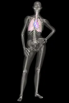 Human Skeleton Anatomy Drucke: Human Skeleton With Lungs