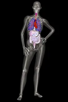 Human Anatomy Illustration Drucke: Human Skeleton and Organ Systems