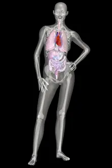 Human Internal Organs Illustration Drucke: Human Skeleton and Organ Systems