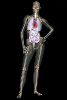 Human Anatomy Illustration Drucke: Human Skeleton and Organ Systems