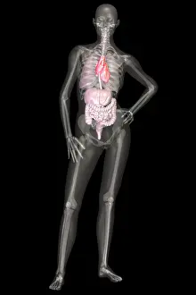 Medical Anatomy Artwork Drucke: Human Skeleton and Organ Systems