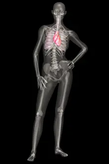 Medical Anatomy Artwork Drucke: Human Skeleton and Organ Systems