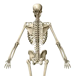 Human Vertebral Column Drucke: Human Skeleton, posterior view