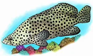 Marine Life Artwork Drucke: Humpback Grouper