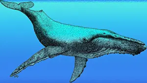 Megaptera Novaeangliae Images Drucke: Humpback Whale