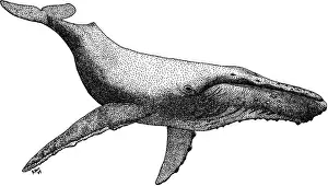 Humpback Whale Illustration Drucke: Humpback Whale