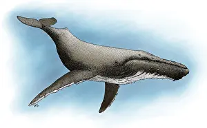 Megaptera Novaeangliae Species Drucke: Humpback Whale
