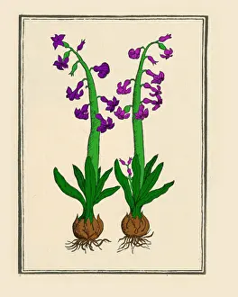 Greek Mythology Drucke: The Hyacinth