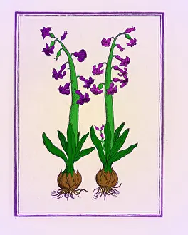 Greek Mythology Drucke: The Hyacinth