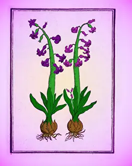 Greek Mythology Drucke: The Hyacinth
