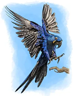 Hyacinth Macaw Drucke: Hyacinth Macaw