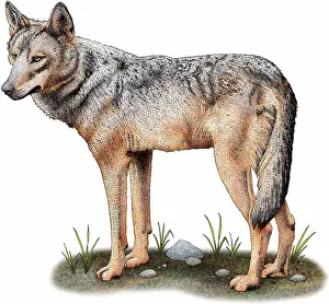 Gray Wolf Illustration Drucke: Iberian wolf