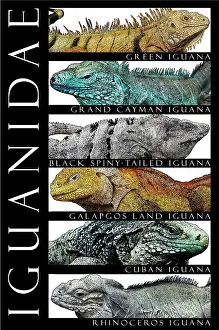 Reptile Artwork Drucke: Iguanas, Poster