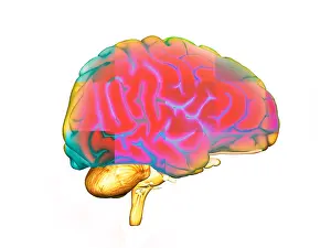 Human Brain Illustration Drucke: Brain