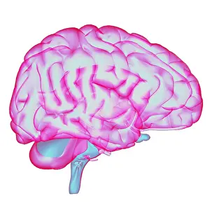Human Brain Diagram Drucke: Brain