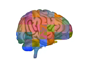 Neural Network Diagram Drucke: Brain