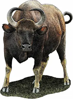 Southeast Asian Fauna Drucke: Indian Gaur