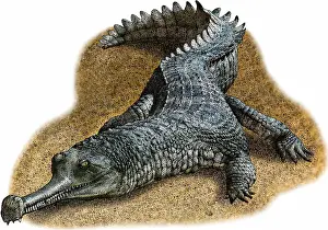 Gerahmter Druck : Indischer Gharial Gerahmter Druck : Indischer Gharial