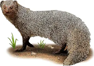 Asian Wildlife Art Drucke: Indian Gray Mongoose