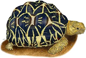 Wildlife Illustration Drucke: Indian Star Tortoise