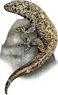 Wildlife Illustration Drucke: Island Night Lizard