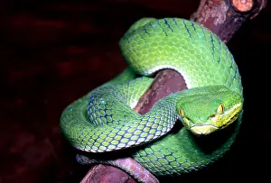 Tropical Rainforest Fauna Drucke: Island Pit Viper