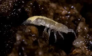 Isopod