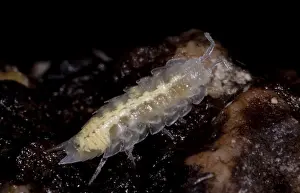 Isopod