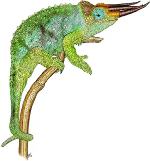 Animal Illustrations Online Drucke: Jackson's Chameleon
