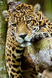 Tropical Rainforest Animal Drucke: Jaguar