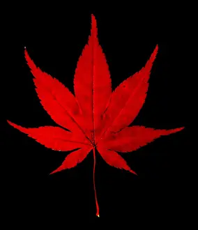 Japanese Maple Leaf Drucke: Japanese Maple Leaf