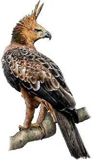 Tropical Rainforest Birds Drucke: Javan Hawk Eagle