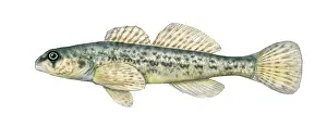 Aquatic Life Illustrations Drucke: Johnny Darter
