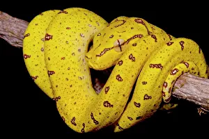 Green Tree Python Drucke: Juvenile Green Tree Python (Morelia viridis)