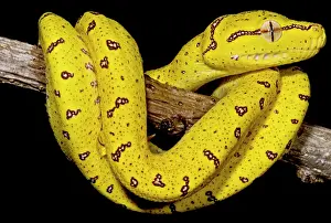 Green Tree Python Drucke: Juvenile Green Tree Python (Morelia viridis)
