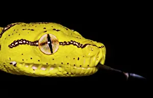 Green Tree Python Drucke: Juvenile Green Tree Python (Morelia viridis)