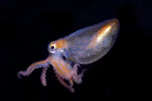 Underwater Life Drucke: Juvenile Octopod